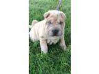 Mutt Puppy for sale in Mitchellville, IA, USA