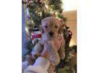 Goldendoodle Puppy for sale in Waterford, MI, USA