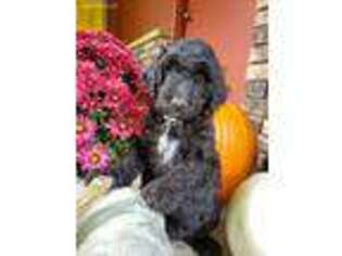 Labradoodle Puppy for sale in Winthrop Harbor, IL, USA