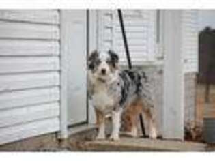 Australian Shepherd Puppy for sale in Rittman, OH, USA