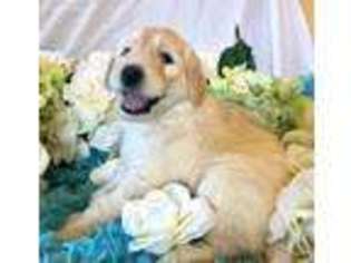 Goldendoodle Puppy for sale in Marshfield, MO, USA