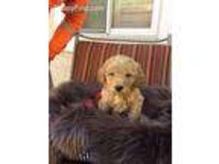 Goldendoodle Puppy for sale in Shingle Springs, CA, USA