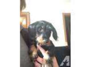 Dachshund Puppy for sale in WAVERLY, OH, USA