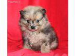 Pomeranian Puppy for sale in Sugarcreek, OH, USA