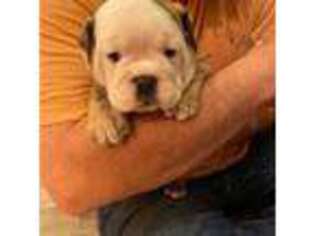 Bulldog Puppy for sale in Hector, AR, USA