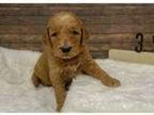 Goldendoodle Puppy for sale in Delta, UT, USA
