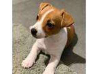 Jack Russell Terrier Puppy for sale in Morgan City, LA, USA