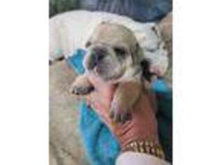 Miniature Bulldog Puppy for sale in Shelby, NC, USA