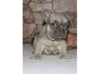 French Bulldog Puppy for sale in Lowell, MA, USA