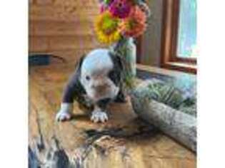Bulldog Puppy for sale in Hastings, MN, USA
