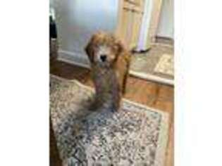 Goldendoodle Puppy for sale in Bronxville, NY, USA