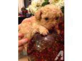 Mutt Puppy for sale in TROY, OH, USA