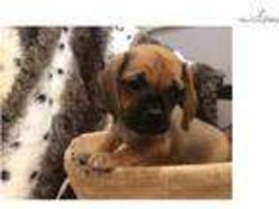 Puggle Puppy for sale in West Palm Beach, FL, USA