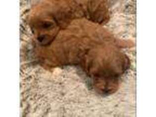 Cavapoo Puppy for sale in Chowchilla, CA, USA