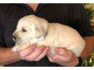 Golden Retriever Puppy for sale in Salina, UT, USA
