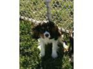 Cavalier King Charles Spaniel Puppy for sale in Walden, NY, USA