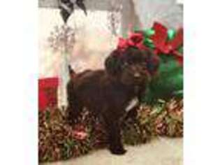 Labradoodle Puppy for sale in Wright City, MO, USA