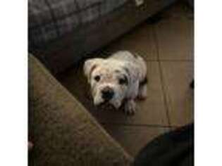 Olde English Bulldogge Puppy for sale in Vista, CA, USA