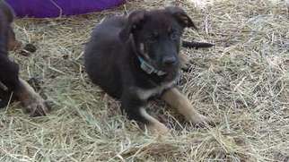 German Shepherd Dog Puppy for sale in Dripping Springs, TX, USA
