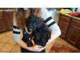 Portuguese Water Dog Puppy for sale in Pleasant Hill, MO, USA