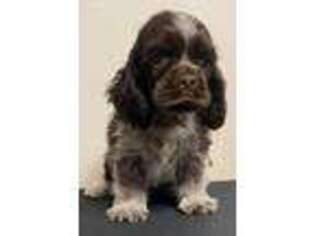 Cocker Spaniel Puppy for sale in Ramsey, IN, USA