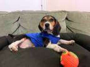 Beagle Puppy for sale in Brooklyn, NY, USA