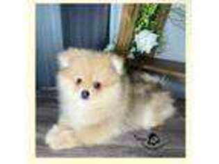 Pomeranian Puppy for sale in Raleigh, NC, USA