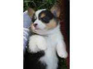 Pembroke Welsh Corgi Puppy for sale in Waupaca, WI, USA