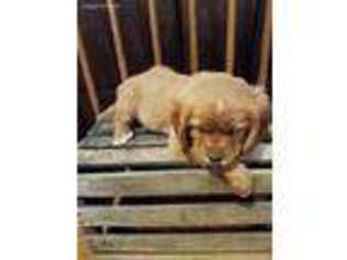 Mutt Puppy for sale in Ligonier, IN, USA