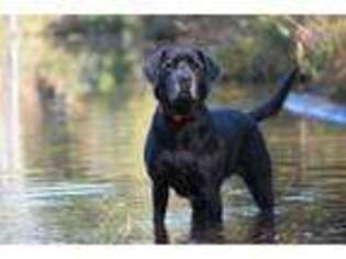 Labrador Retriever Puppy for sale in Fayetteville, NC, USA