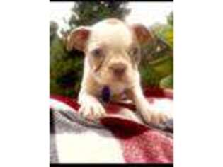 Boston Terrier Puppy for sale in Vista, CA, USA