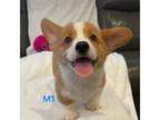 Pembroke Welsh Corgi Puppy for sale in Franklin Square, NY, USA