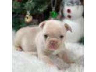 French Bulldog Puppy for sale in Downing, MO, USA