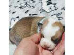 Pembroke Welsh Corgi Puppy for sale in Olivehurst, CA, USA