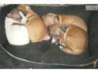 Italian Greyhound Puppy for sale in Gainesville, FL, USA