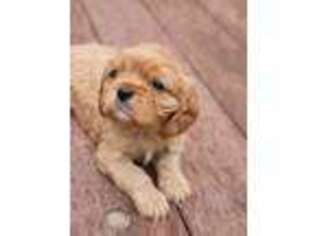 Cavalier King Charles Spaniel Puppy for sale in Hyrum, UT, USA