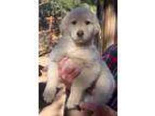 Golden Retriever Puppy for sale in Ridgway, CO, USA
