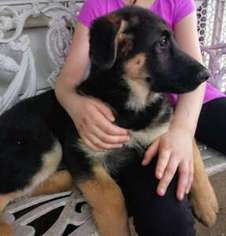 German Shepherd Dog Puppy for sale in Struthers, OH, USA