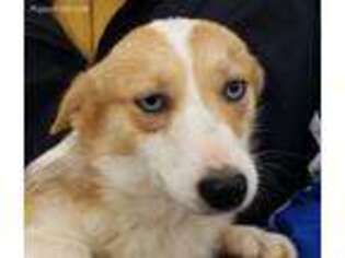 Pembroke Welsh Corgi Puppy for sale in Hudson, MI, USA