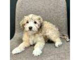 Mal-Shi Puppy for sale in Beverly Hills, CA, USA
