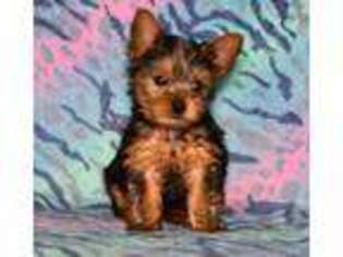 Yorkshire Terrier Puppy for sale in Danville, OH, USA