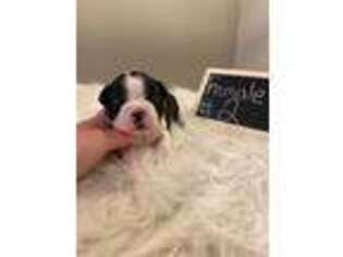 Boston Terrier Puppy for sale in Huntsville, AL, USA