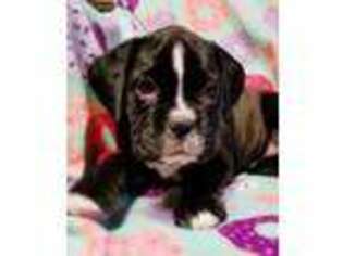 Boxer Puppy for sale in Rex, GA, USA