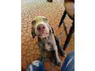 Weimaraner Puppy for sale in Shawsville, VA, USA