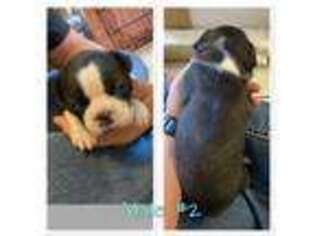 Boston Terrier Puppy for sale in Olathe, CO, USA