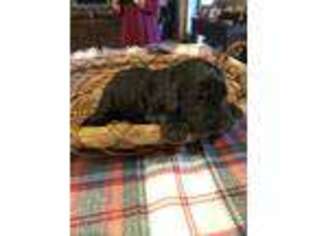 Goldendoodle Puppy for sale in Homer, GA, USA