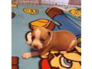 American Staffordshire Terrier Puppy for sale in Williamson, GA, USA