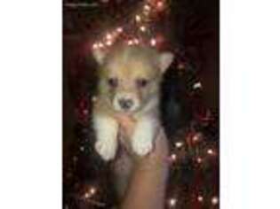 Pembroke Welsh Corgi Puppy for sale in Center, TX, USA