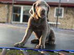 Labrador Retriever Puppy for sale in Itasca, TX, USA