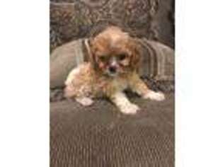 English Toy Spaniel Puppy for sale in Jacksonville, FL, USA